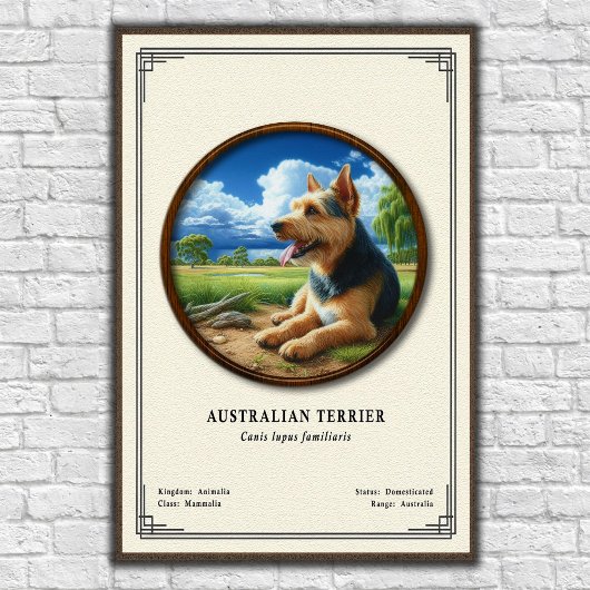 Australischer Terrier Zoologie-Serie Poster