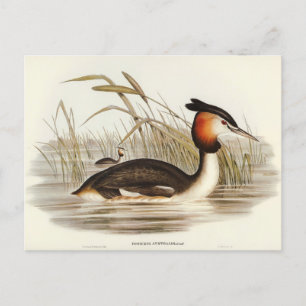Australischer Tippet Grabe von Elizabeth Gould Postkarte