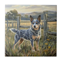 Australischer Treibhund