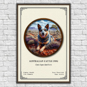 Australischer Treibhund Zoologie-Serie Poster