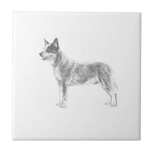 Australischer Vieh-Hund Fliese
