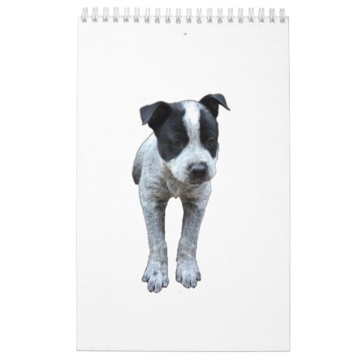Australischer Vieh-Hundekalender Kalender (Rückseite)