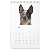 Australischer Vieh-Hundekalender Kalender (Jan 2026)