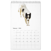 Australischer Vieh-Hundekalender Kalender (Feb 2026)