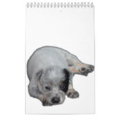 Australischer Vieh-Hundekalender Kalender (Titelbild)