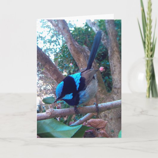 Australischer Vogel, Superb Fairy Wren. Karte (Vorderseite)