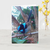 Australischer Vogel, Superb Fairy Wren. Karte (Gelbe Blume)