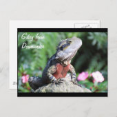 Australischer Wasserdrache Postkarte (Vorne/Hinten)