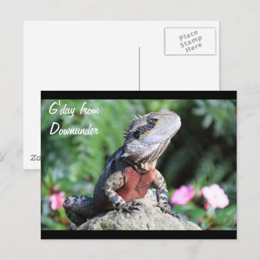 Australischer Wasserdrache Postkarte (Vorne/Hinten)