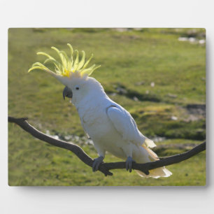 Australischer Yellow Sulfur Crested Cockatoo Plaqu Fotoplatte