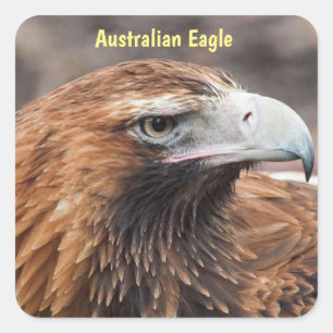 Australisches Adlerprofil Quadratischer Aufkleber