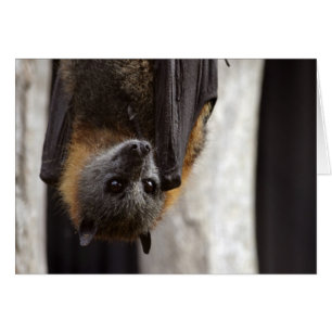 Australisches Bat