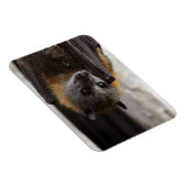Australisches Bat Magnet (Rechte Seite)