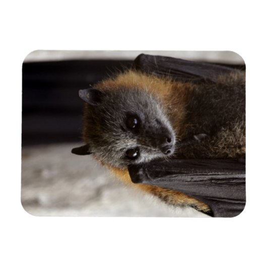 Australisches Bat Magnet (Horizontal)