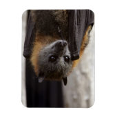Australisches Bat Magnet (Vertikal)