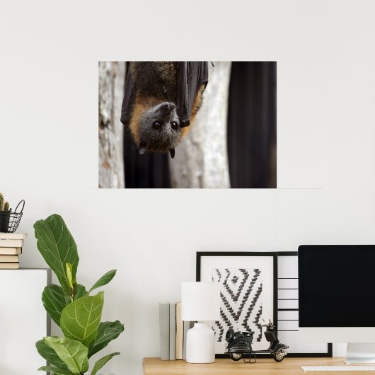 Australisches Bat Poster (Heimbüro)