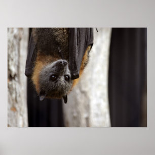 Australisches Bat Poster