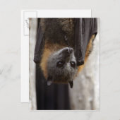 Australisches Bat Postkarte (Vorne/Hinten)