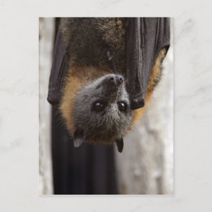 Australisches Bat Postkarte