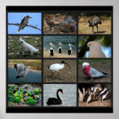 Australisches Birdwatchers Collage Poster (Vorne)