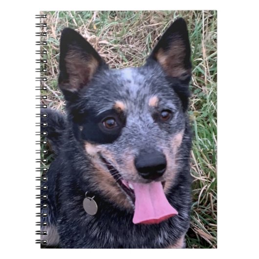 Australisches Cattle Dog-Notebook Notizblock (Vorderseite)