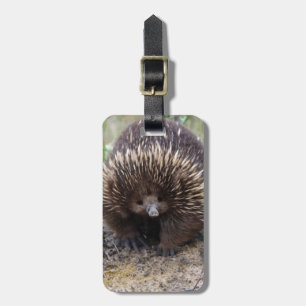 Australisches Echidna-Süße Tier-Foto Gepäckanhänger