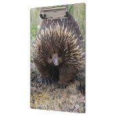 Australisches Echidna-Süße Tier-Foto Klemmbrett (Links)