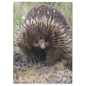 Australisches Echidna-Süße Tier-Foto Klemmbrett (Rückseite)