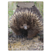 Australisches Echidna-Süße Tier-Foto Klemmbrett (Vorderseite)