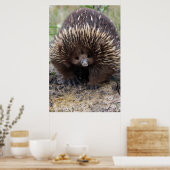 Australisches Echidna-Süße Tier-Foto Poster (Küche)