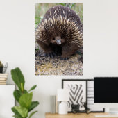Australisches Echidna-Süße Tier-Foto Poster (Heimbüro)