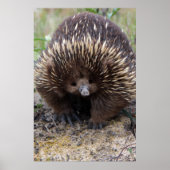 Australisches Echidna-Süße Tier-Foto Poster (Vorne)