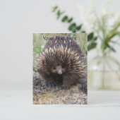 Australisches Echidna-Süße Tier-Foto Postkarte (Stehend Vorderseite)
