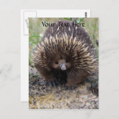 Australisches Echidna-Süße Tier-Foto Postkarte (Vorne/Hinten)