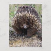 Australisches Echidna-Süße Tier-Foto Postkarte (Vorderseite)