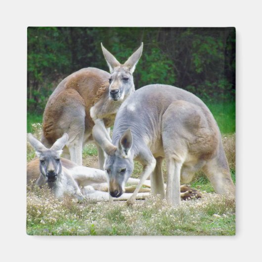 Australisches Kangaroos Entspannen in der Sonne Magnet (Vorne)