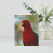 Australisches King Parrot Poster Postkarte (Stehend Vorderseite)