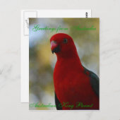 Australisches King Parrot Poster Postkarte (Vorne/Hinten)