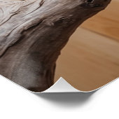 Australisches Kookaburra in einer Baumart Poster (Ecke)