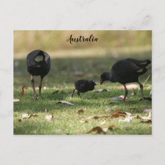 Australisches Lila Swamphen & Baby Chick Postkarte