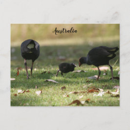 Australisches Lila Swamphen & Baby Chick Postkarte