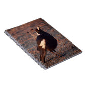 Australisches Magpie-Notebook Notizblock (Rechte Seite)