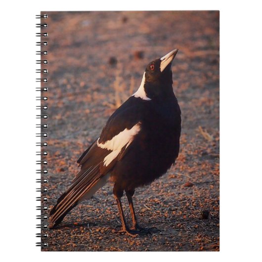 Australisches Magpie-Notebook Notizblock (Vorderseite)