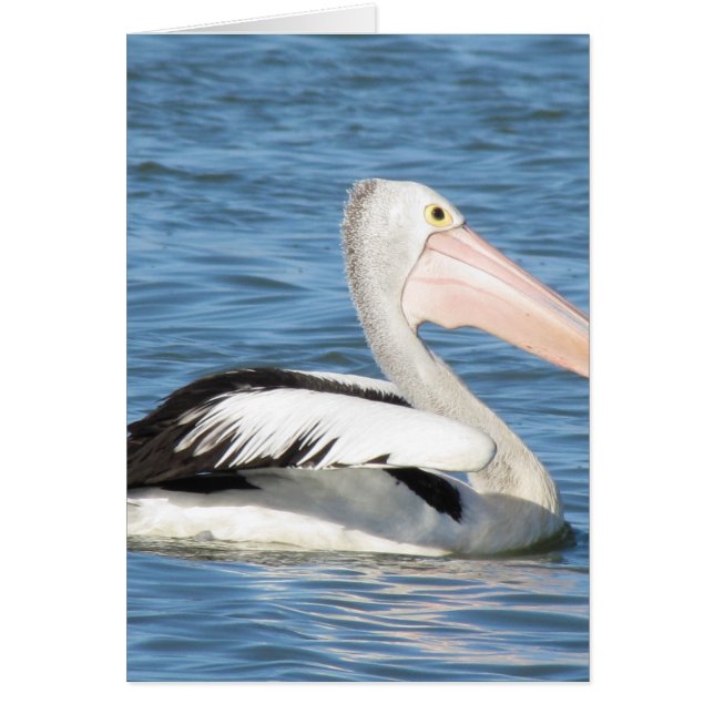 Australisches Pelican (Vorne)