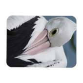 Australisches Pelikan nah Magnet (Horizontal)