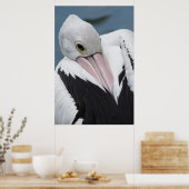 Australisches Pelikan nah Poster (Küche)