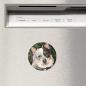 Australisches Rind Dog Foto Magnet (In Situ (Geschirrspüler))