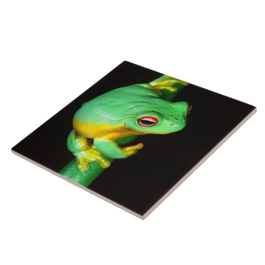 Australisches Rotes Auge Treefrog, Litoria chloris Fliese (Seite)