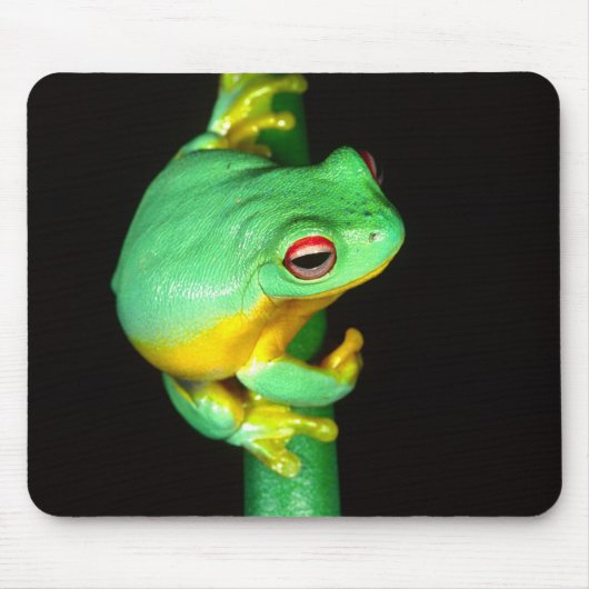Australisches Rotes Auge Treefrog, Litoria chloris Mousepad (Vorne)