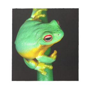 Australisches Rotes Auge Treefrog, Litoria chloris Notizblock